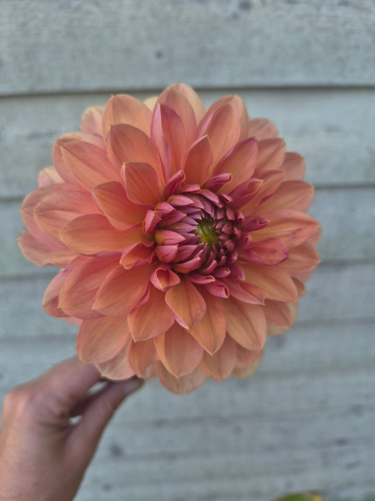 Château de la Bourdaisière Waterlily Dahlia