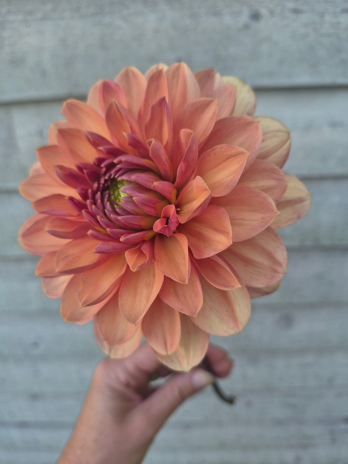 Château de la Bourdaisière Waterlily Dahlia