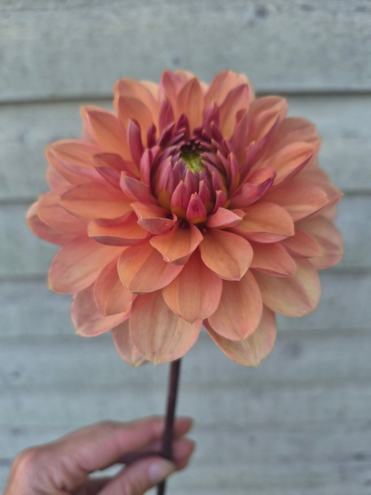 Château de la Bourdaisière Waterlily Dahlia