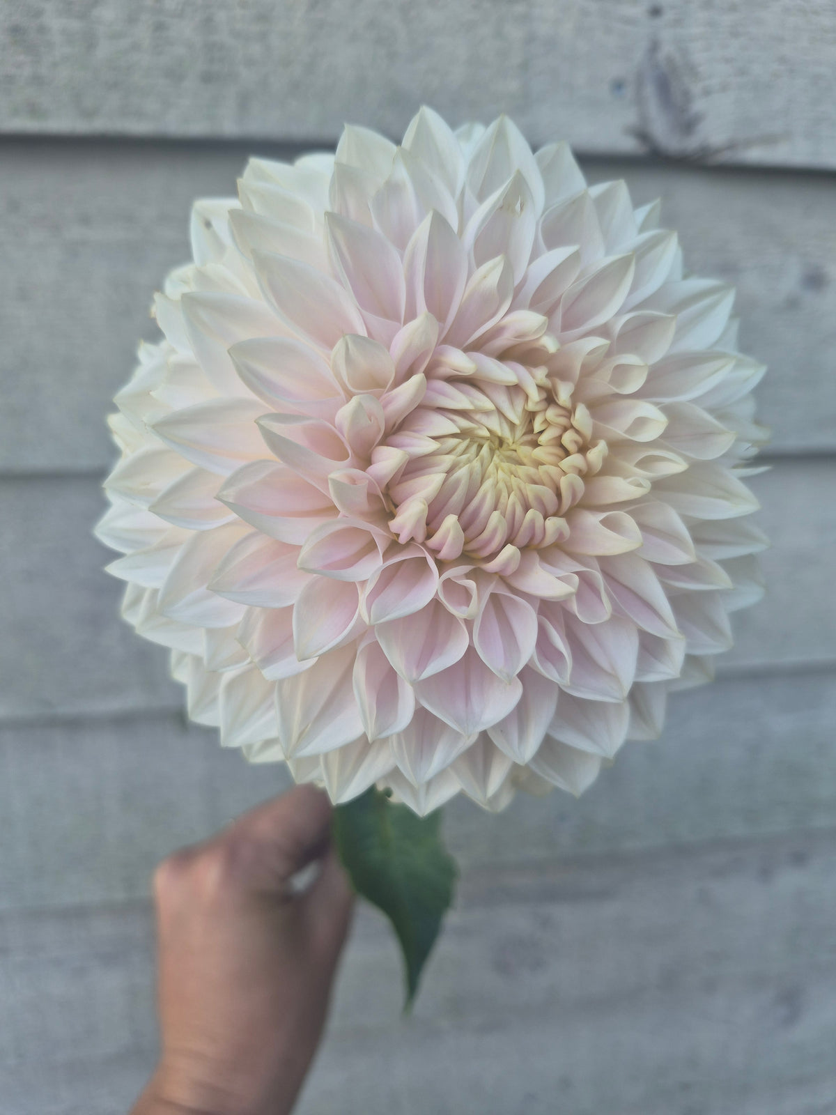 Miss Anne Francis Formal Decorative Dahlia