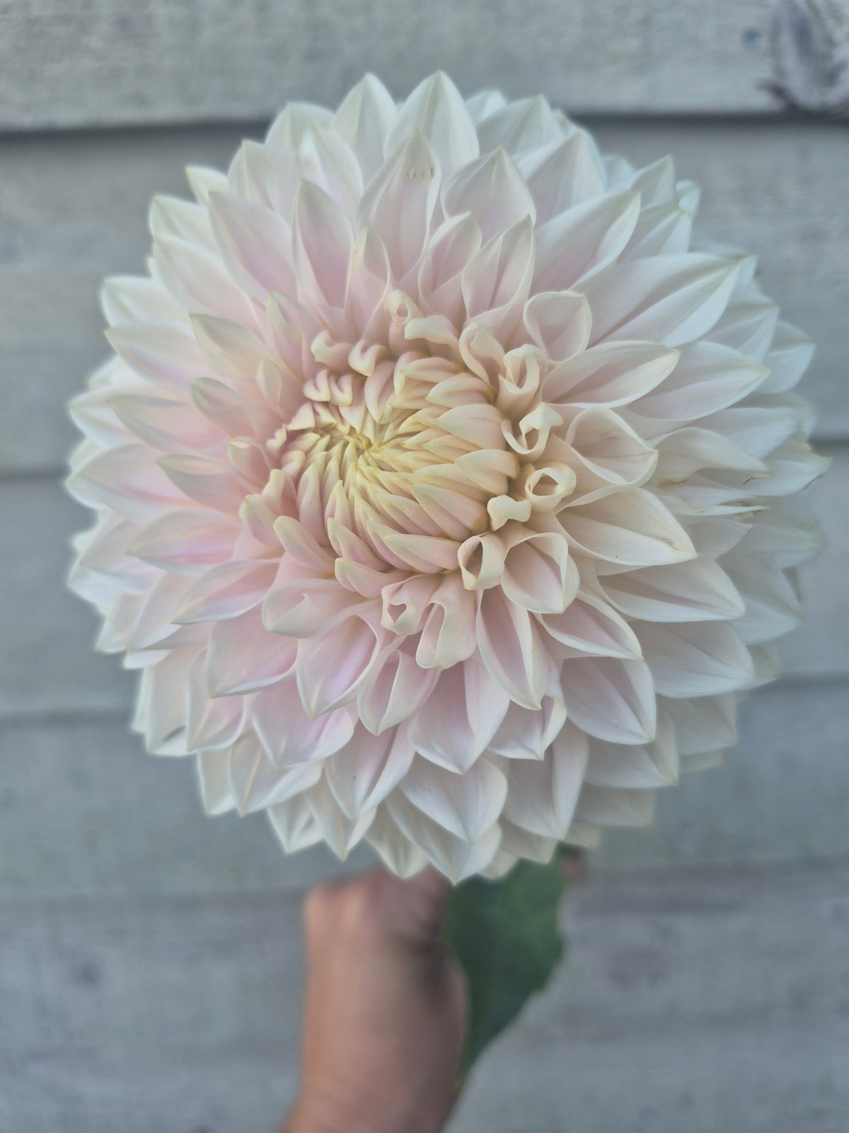 Miss Anne Francis Formal Decorative Dahlia