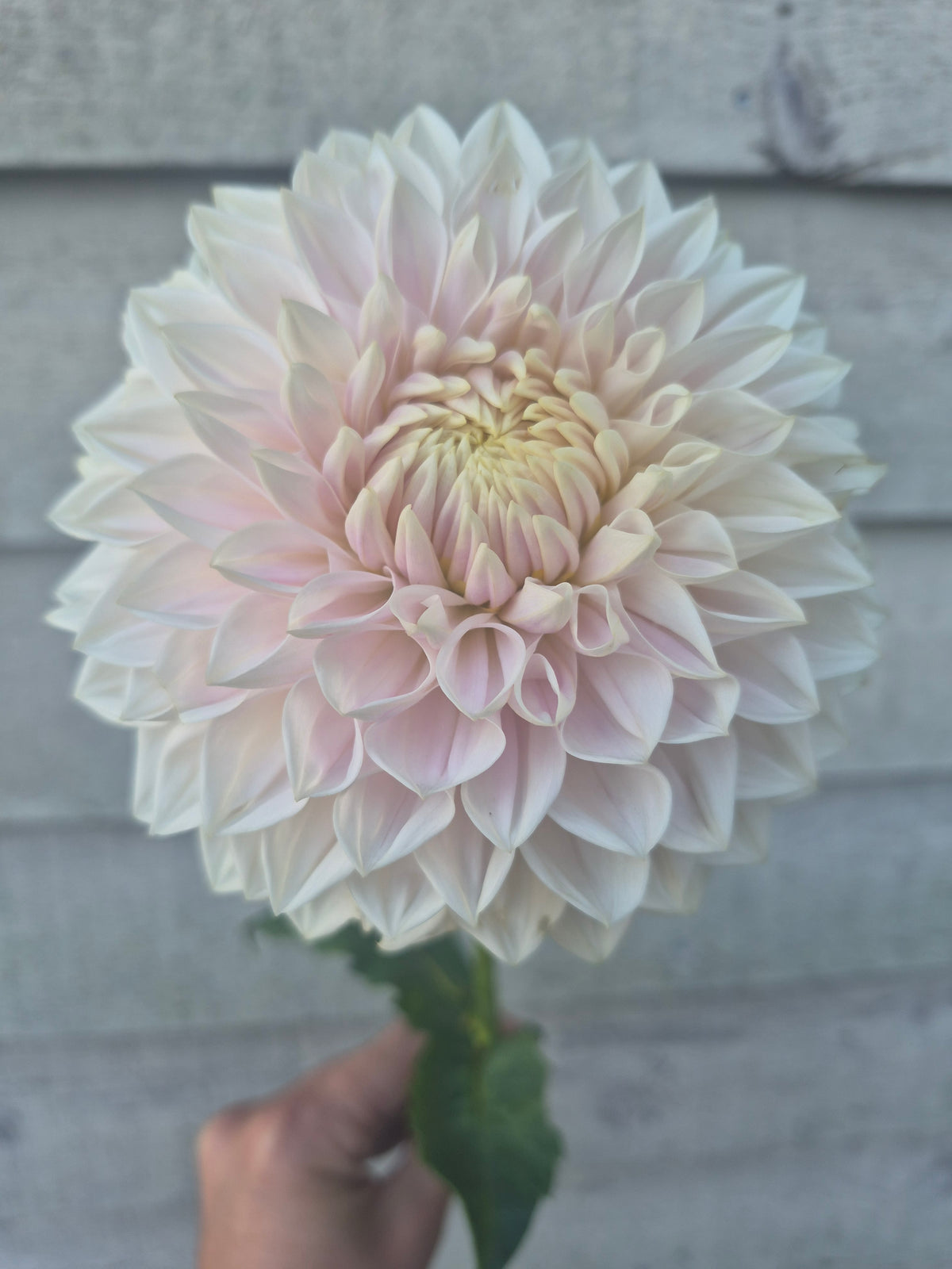 Miss Anne Francis Formal Decorative Dahlia