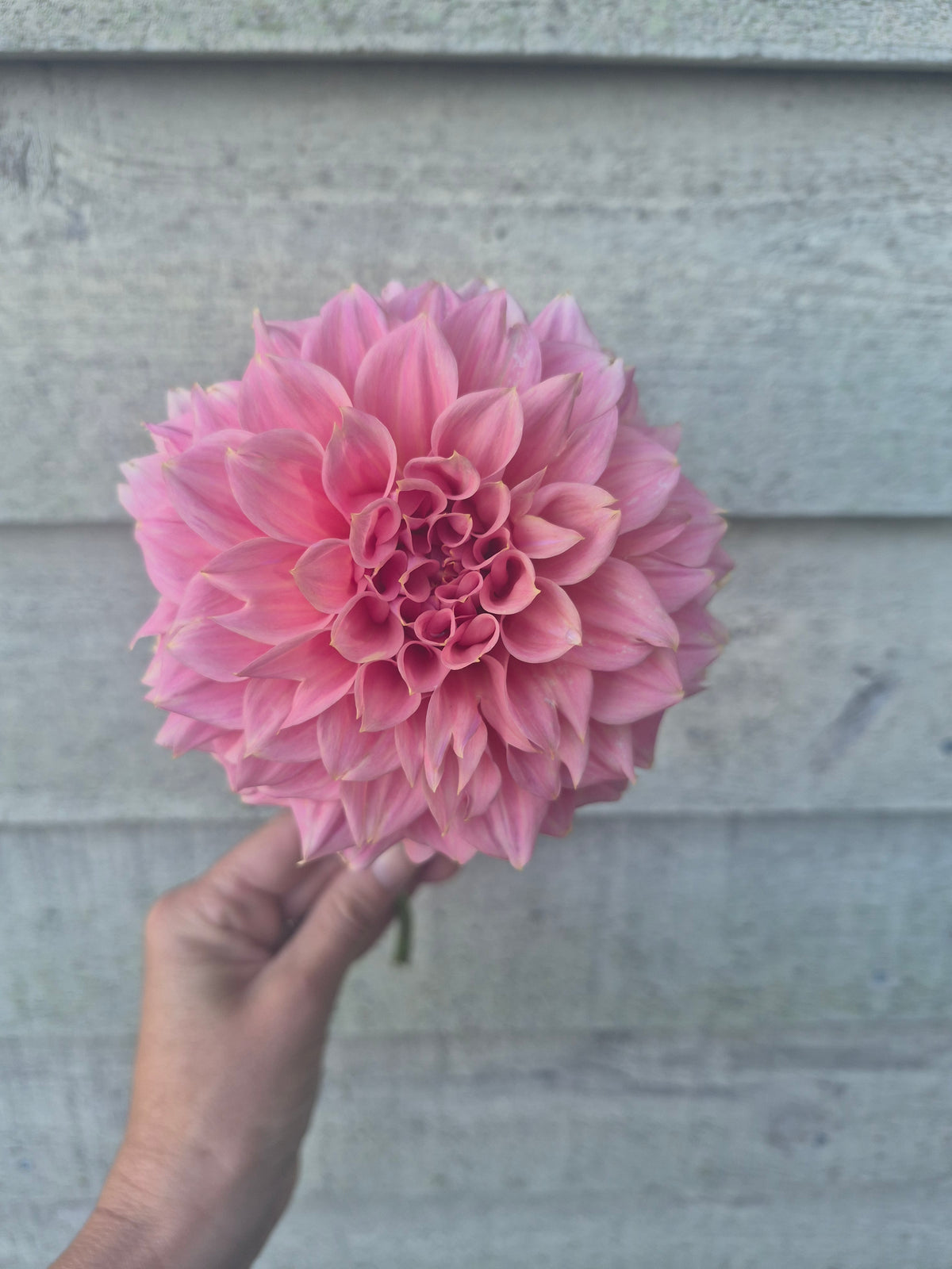 Devon Salmon Formal Decorative Dahlia 🇦🇺