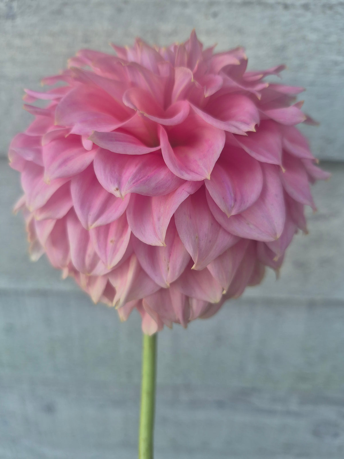 Devon Salmon Formal Decorative Dahlia 🇦🇺