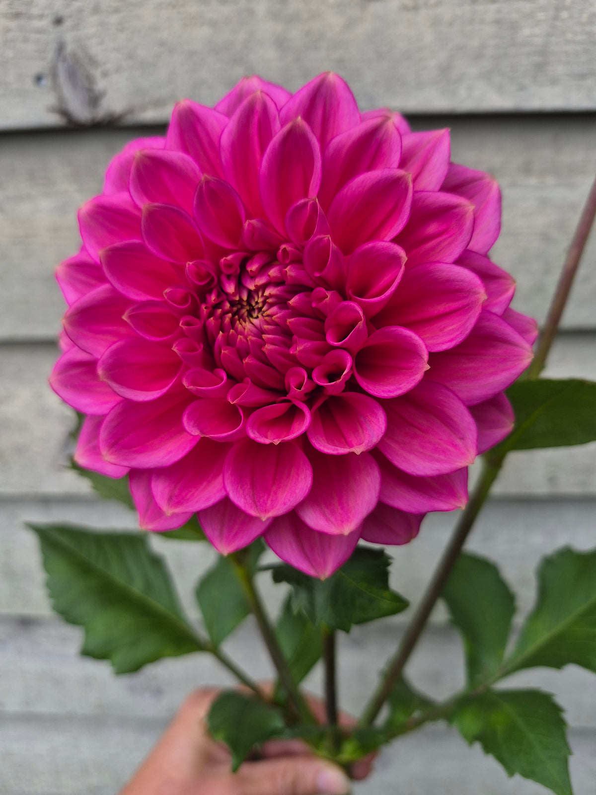 Florelie Guava Formal Decorative Dahlia 🇦🇺
