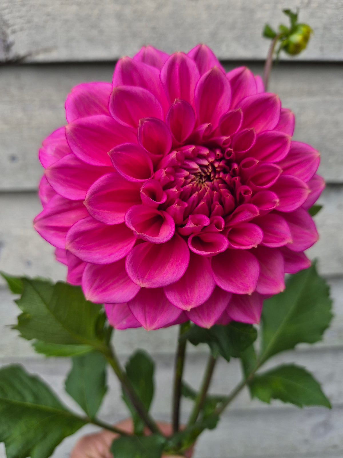 Florelie Guava Formal Decorative Dahlia 🇦🇺