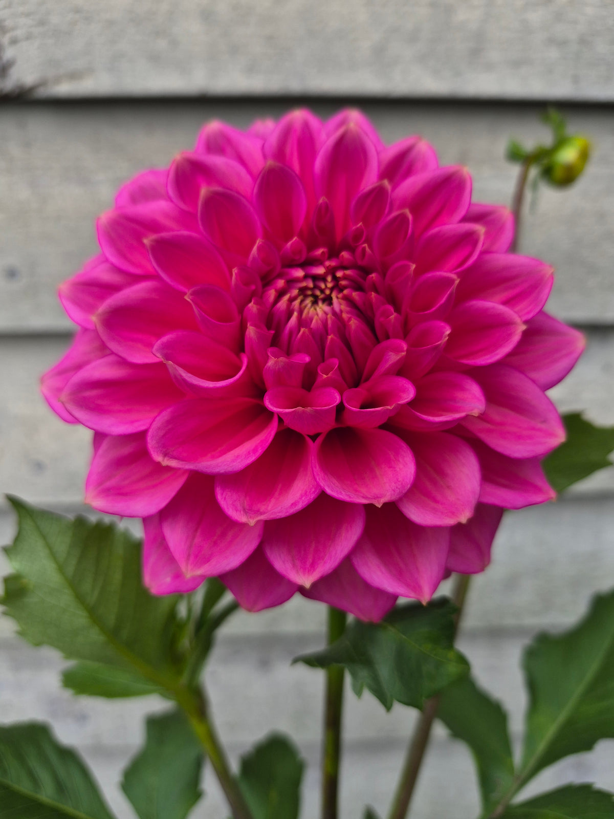 Florelie Guava Formal Decorative Dahlia 🇦🇺