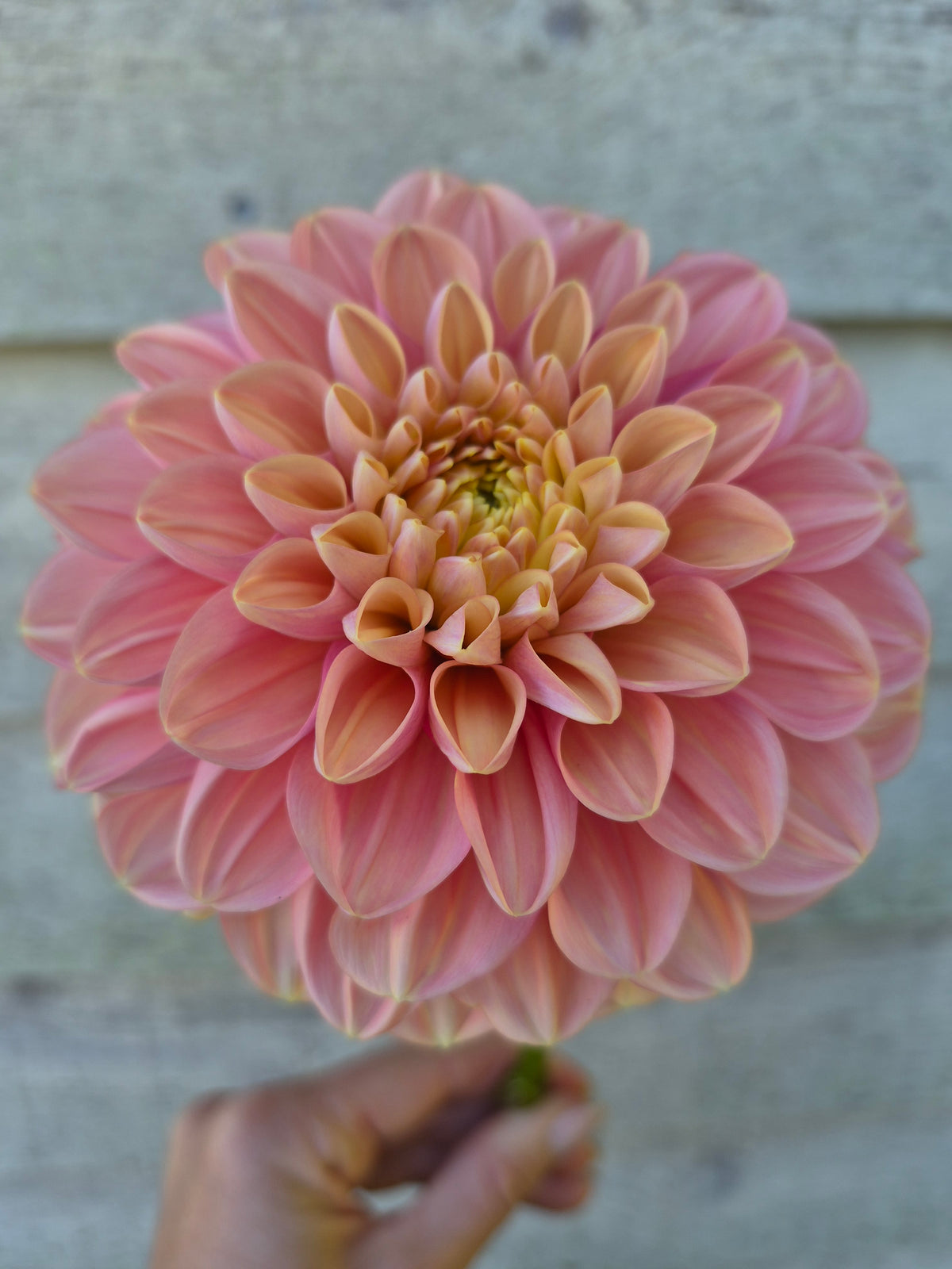 Florelie Kindness Informal Decorative Dahlia 🇦🇺