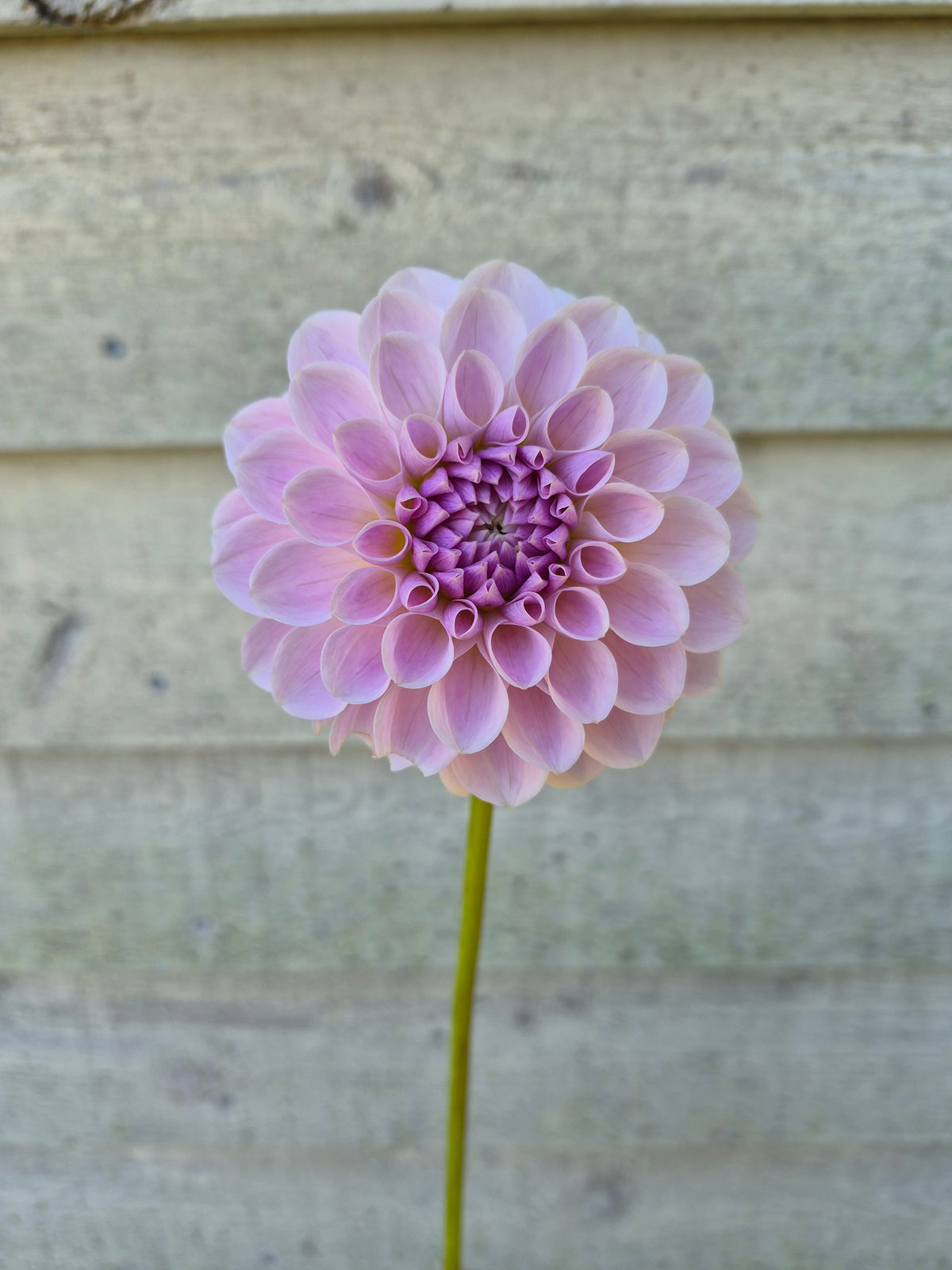 RM Hannah Joe Formal Decorative Dahlia