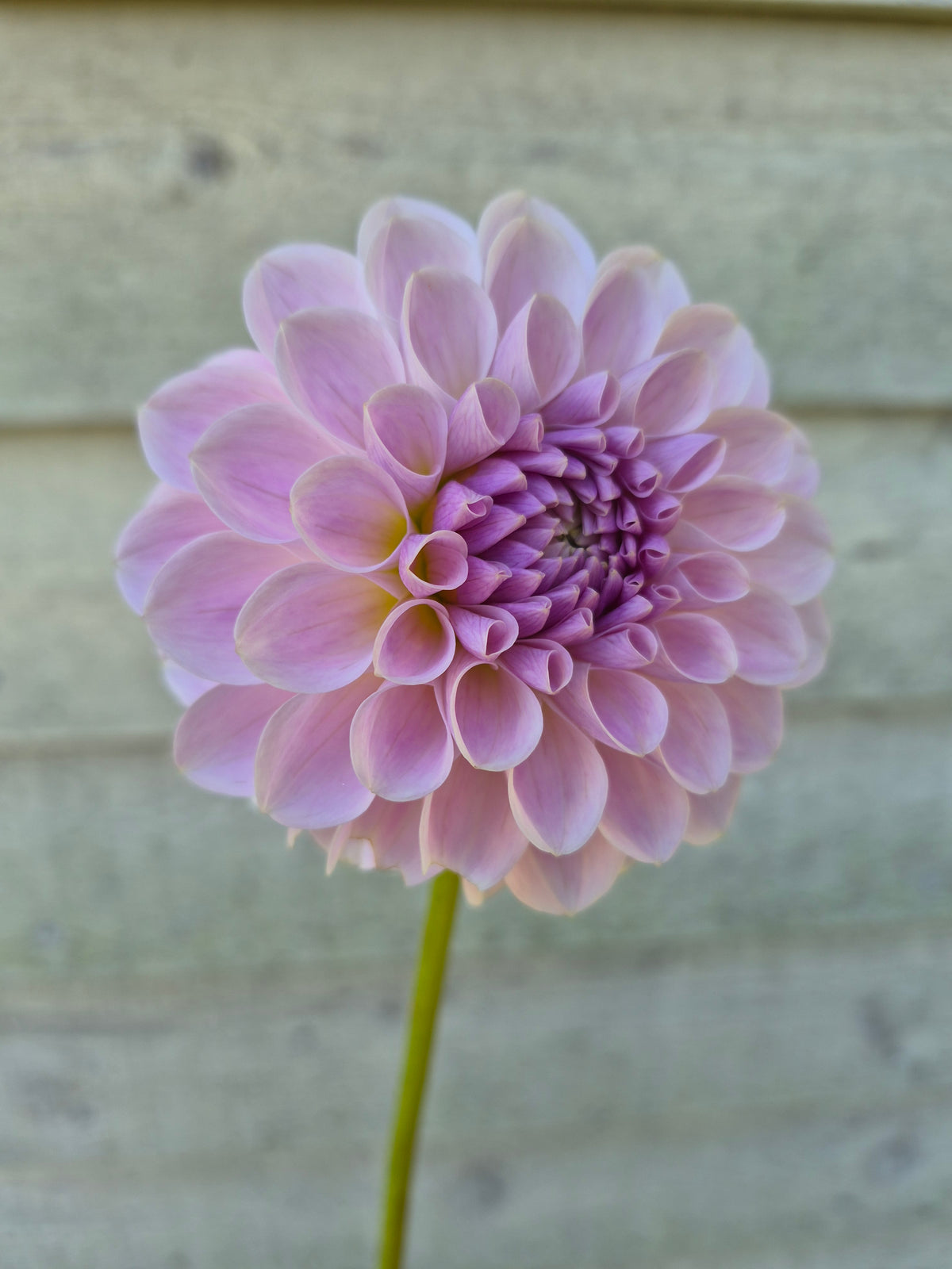 RM Hannah Joe Formal Decorative Dahlia