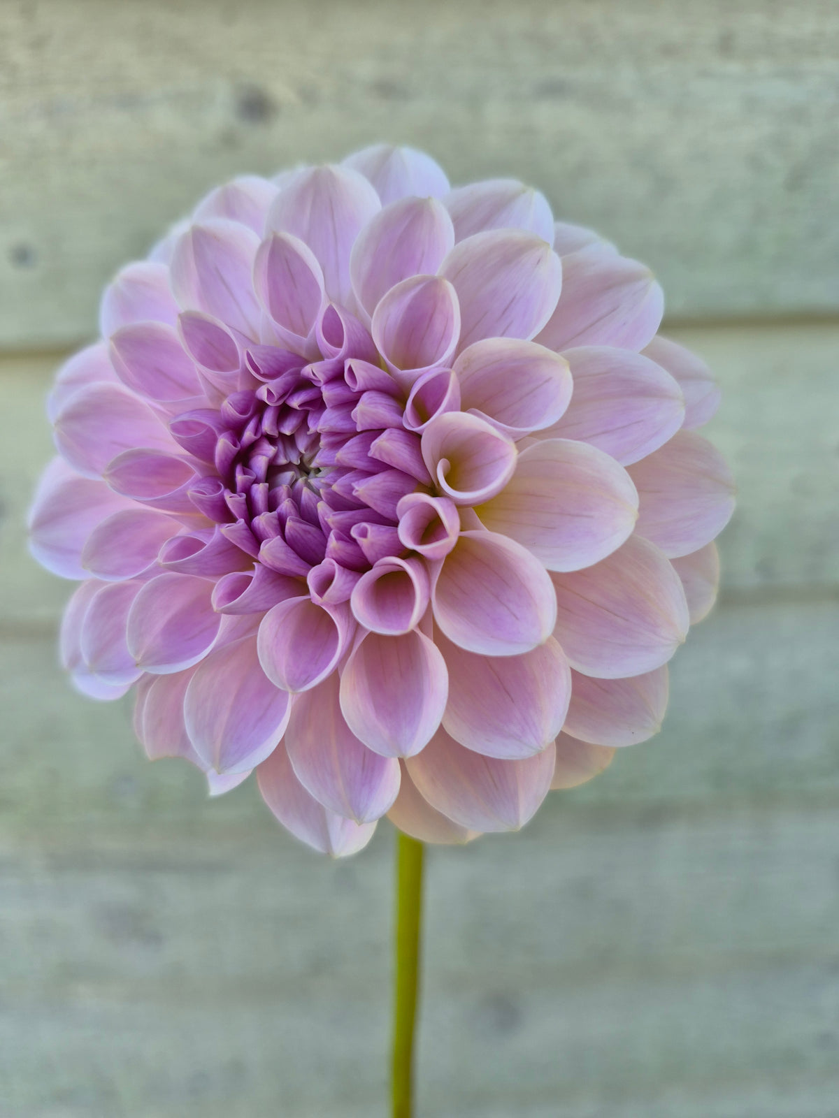 RM Hannah Joe Formal Decorative Dahlia
