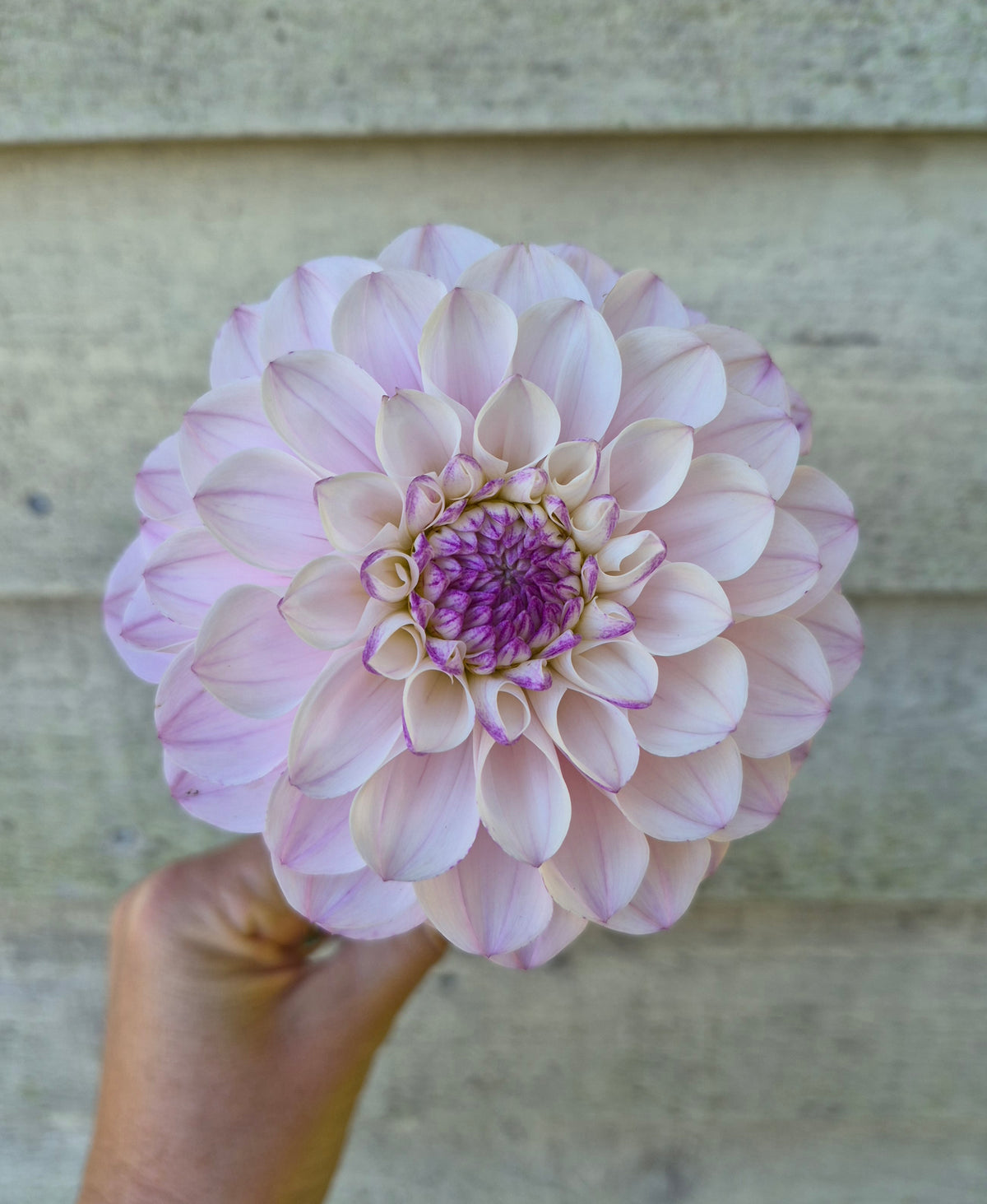 Lee's Unicorn Eye Informal Decorative Dahlia
