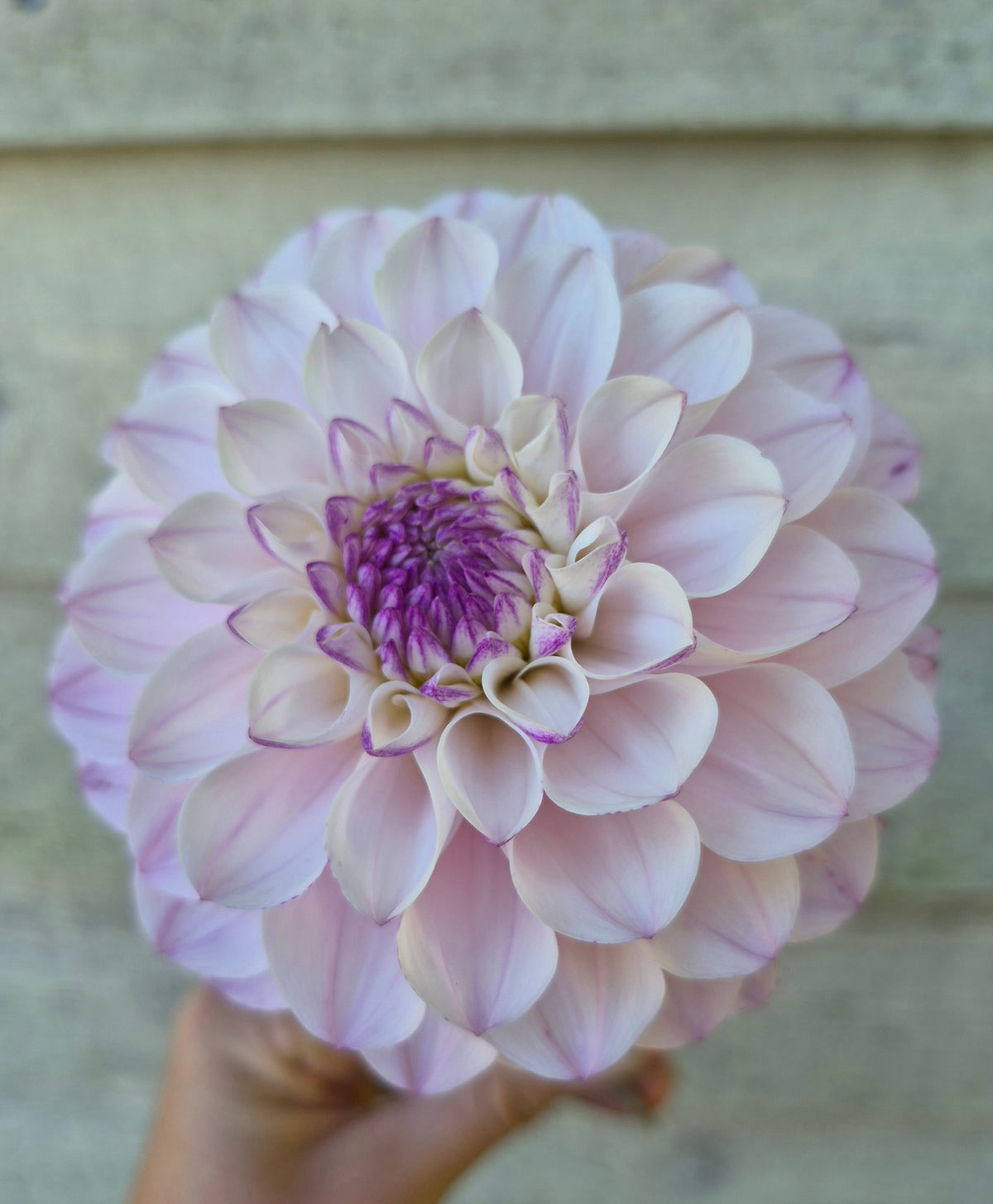 Lee's Unicorn Eye Informal Decorative Dahlia