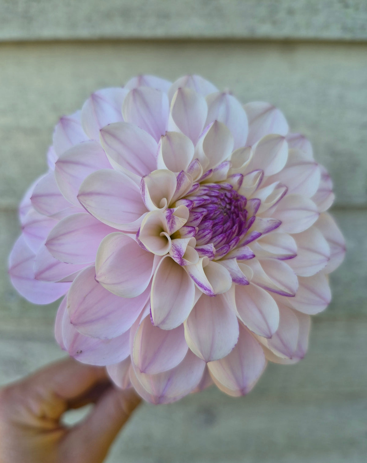 Lee's Unicorn Eye Informal Decorative Dahlia