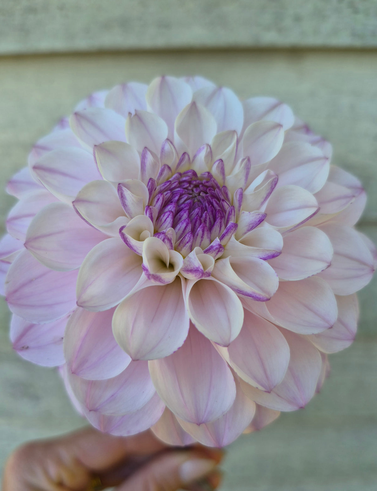 Lee's Unicorn Eye Informal Decorative Dahlia