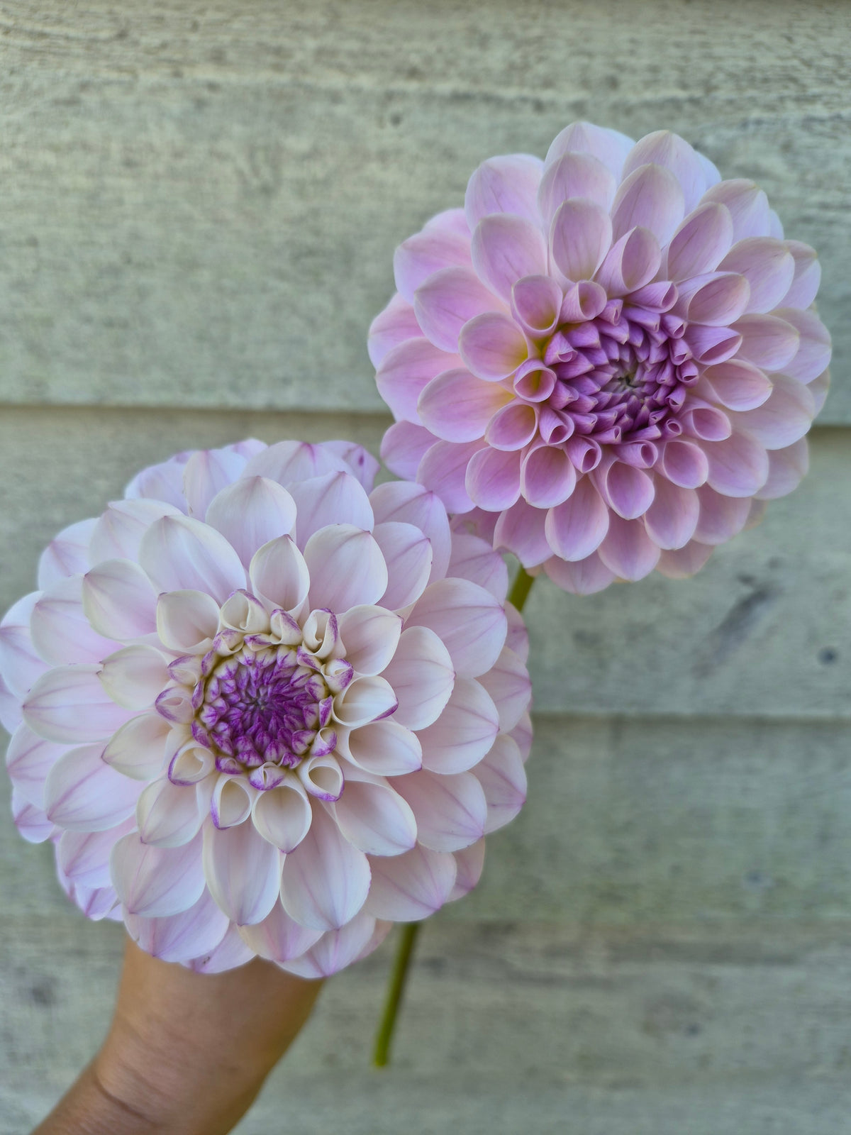 Lee's Unicorn Eye Informal Decorative Dahlia