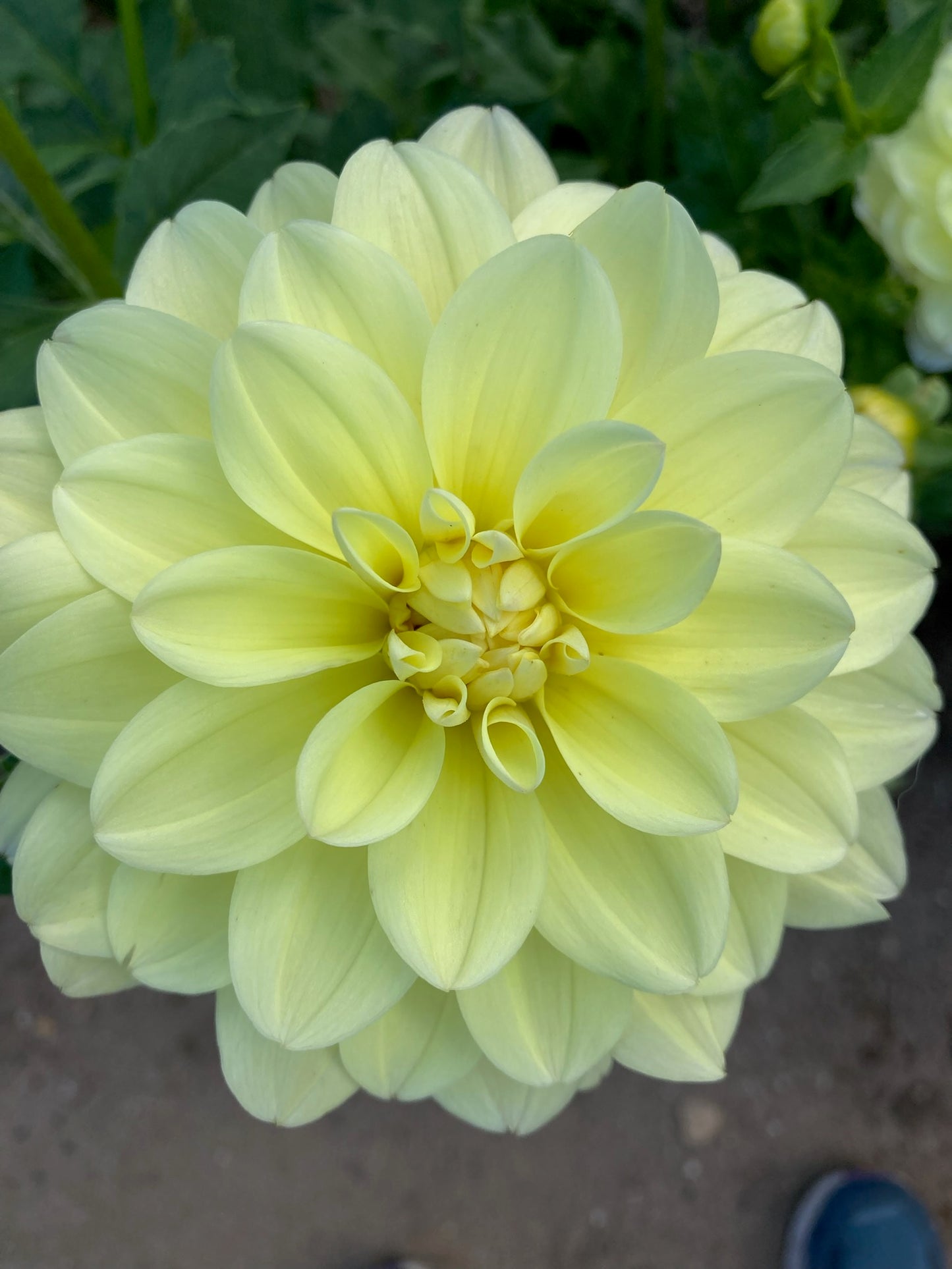 Lemonade Waterlily Dahlia