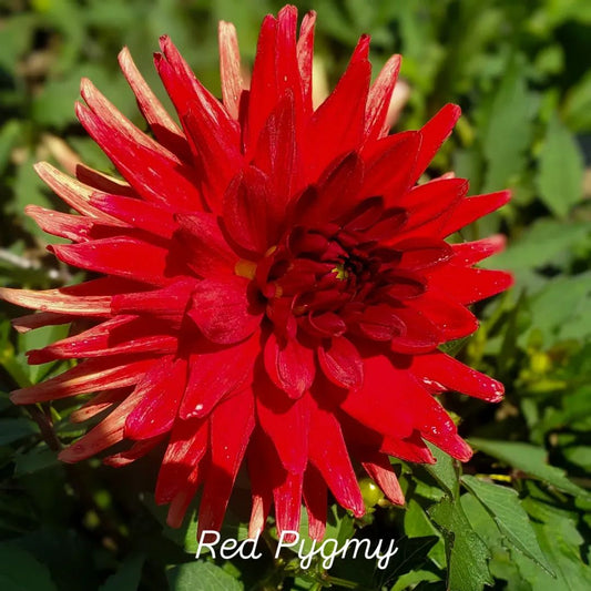 Red Pygmy Cactus Dahlia