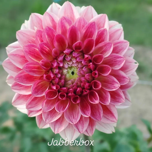 Jabberbox Ball Dahlia