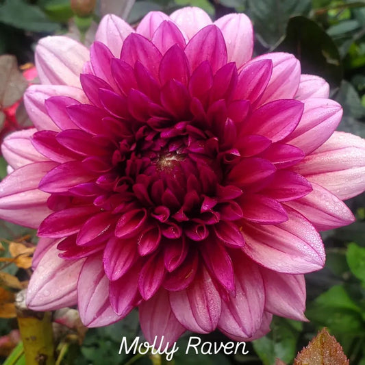 Molly Raven Informal Decorative Dahlia