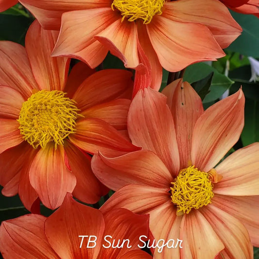 TB Sun Sugar Single Dahlia