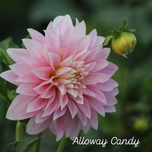 Alloway Candy Stellar Dahlia