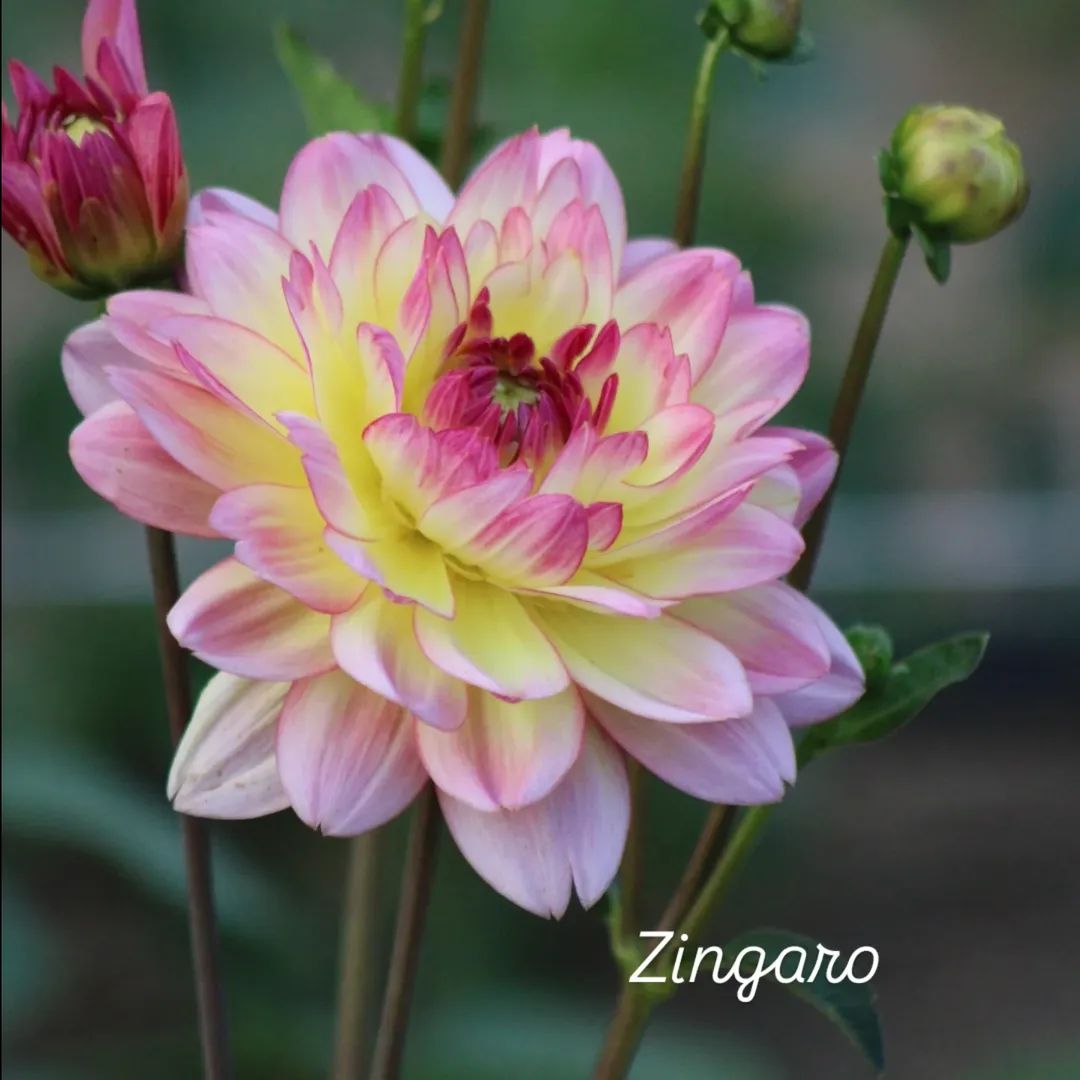 Zingaro Waterlily Decorative Dahlia