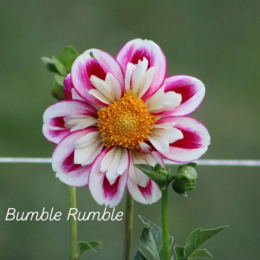 Bumble Rumble Collarette Dahlia