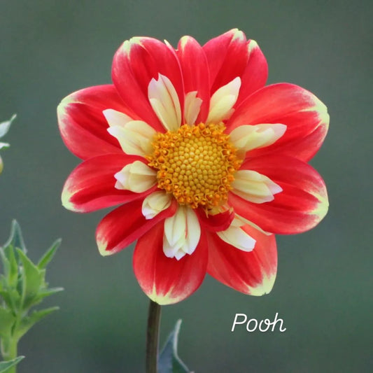 Pooh Collarette Dahlia