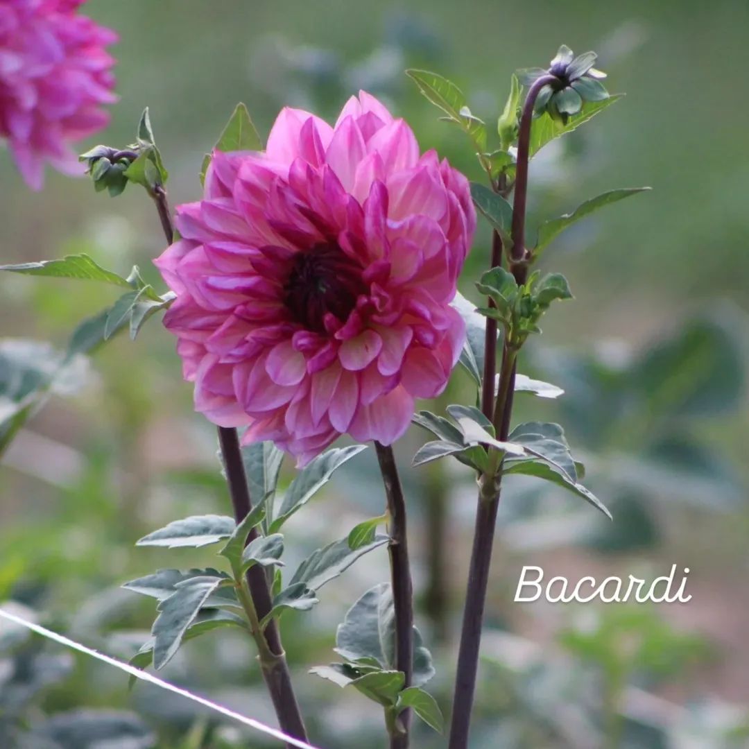 Bacardi Informal Decorative Dahlia