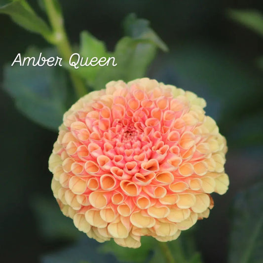 Amber Queen Pompon Ball Dahlia