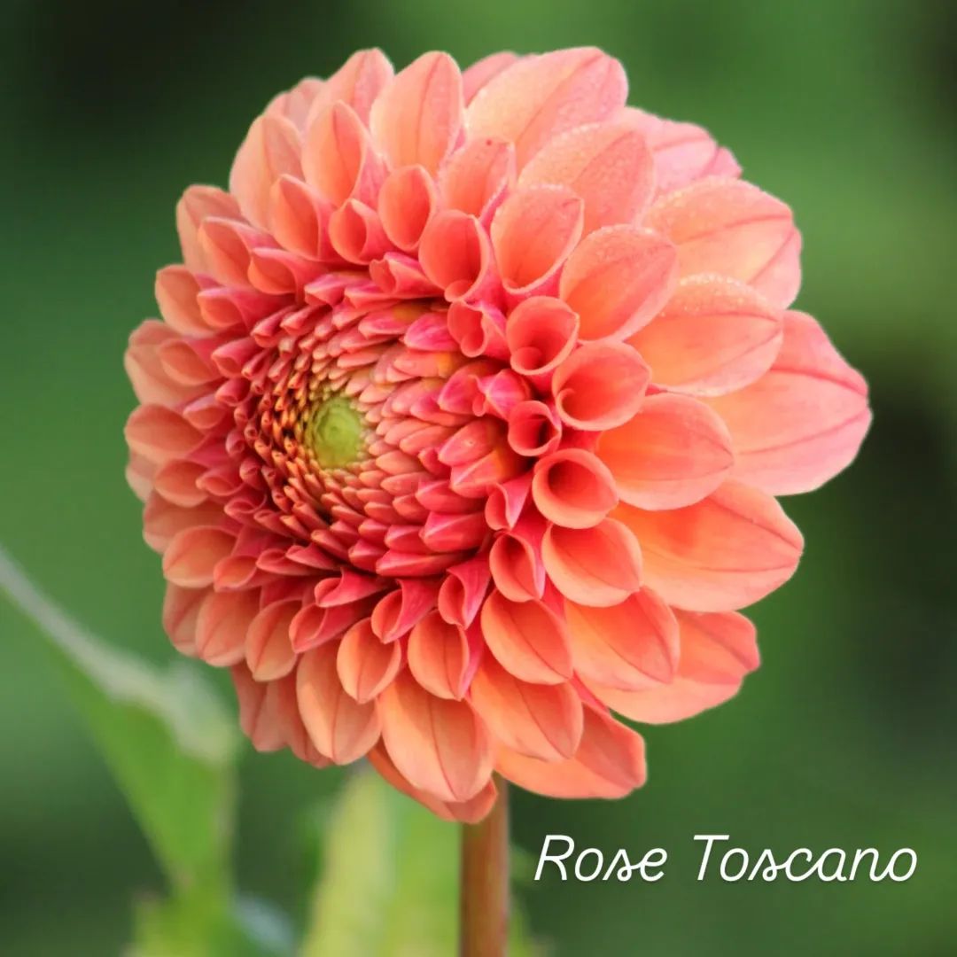 Rose Toscano Formal Decorative Dahlia