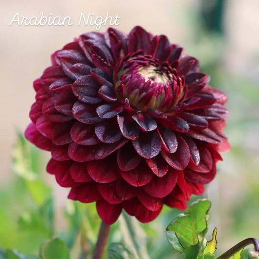 Arabian Night Decorative Dahlia
