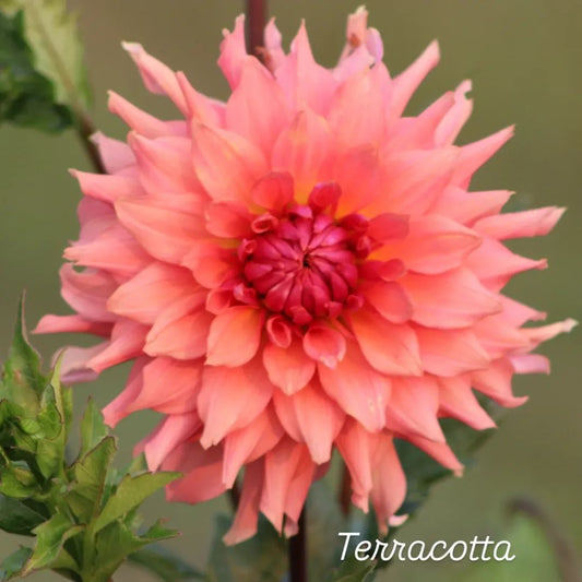 Terracotta Semi-Cactus Dahlia