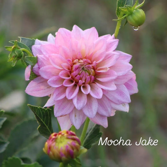 Mocha Jake Decorative Dahlia