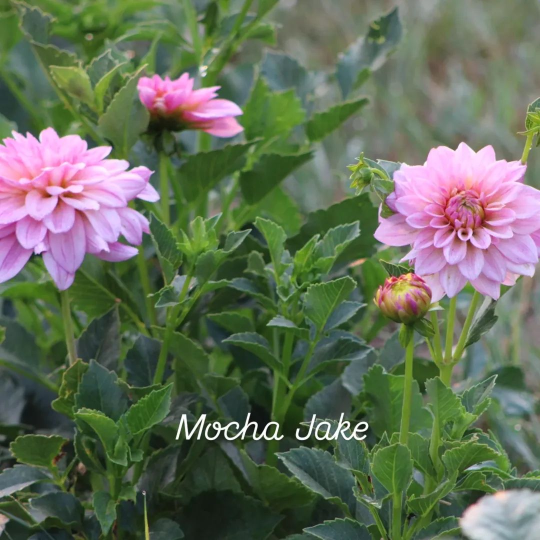 Mocha Jake Decorative Dahlia