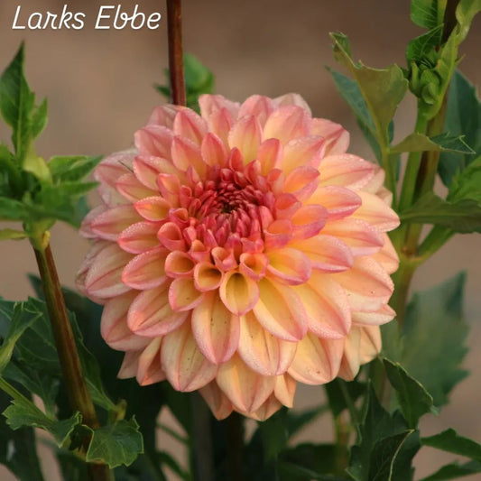 Larks Ebbe Formal Decorative Dahlia