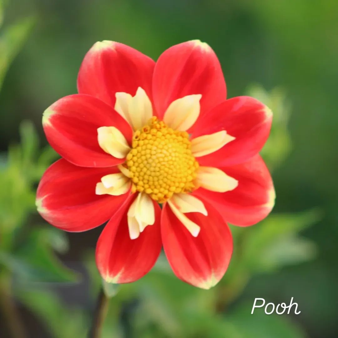 Pooh Collarette Dahlia