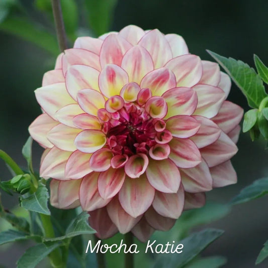 Mocha Katie Informal Decorative Dahlia