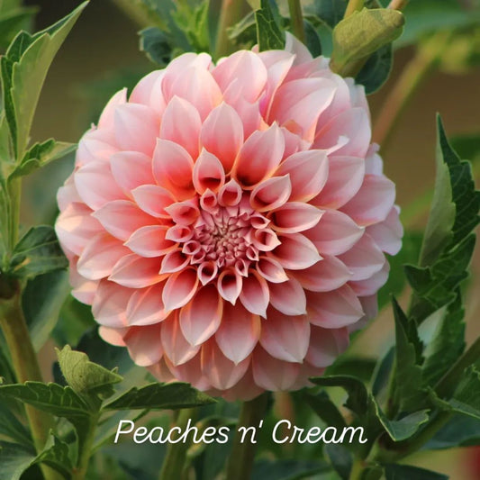 Peaches n' Cream Formal Decorative Dahlia
