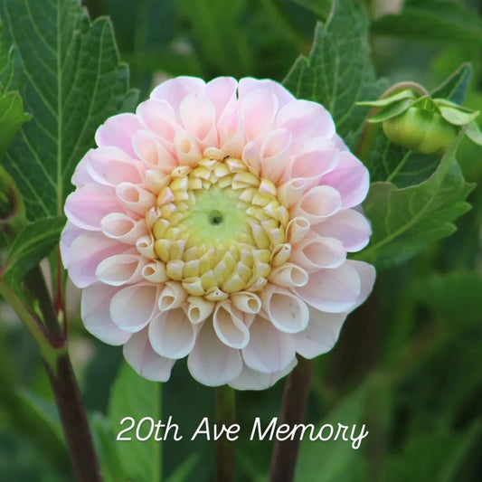 20th Ave Memory Ball Dahlia