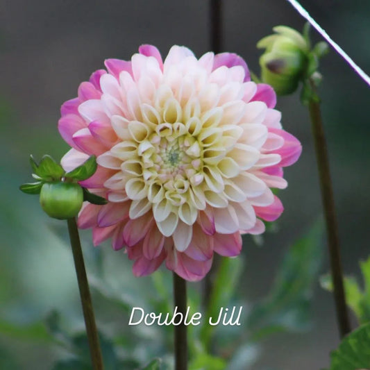 Double Jill Decorative Dahlia