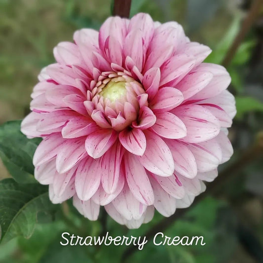 Strawberry Cream Decorative Dahlia