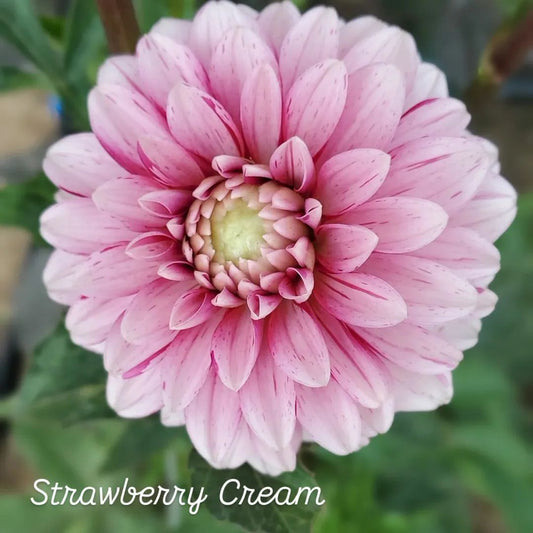 Strawberry Cream Decorative Dahlia