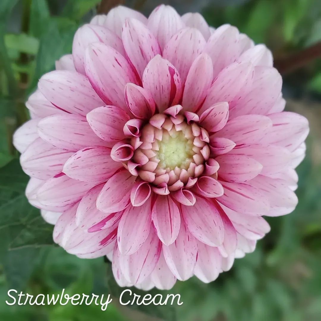 Strawberry Cream Decorative Dahlia