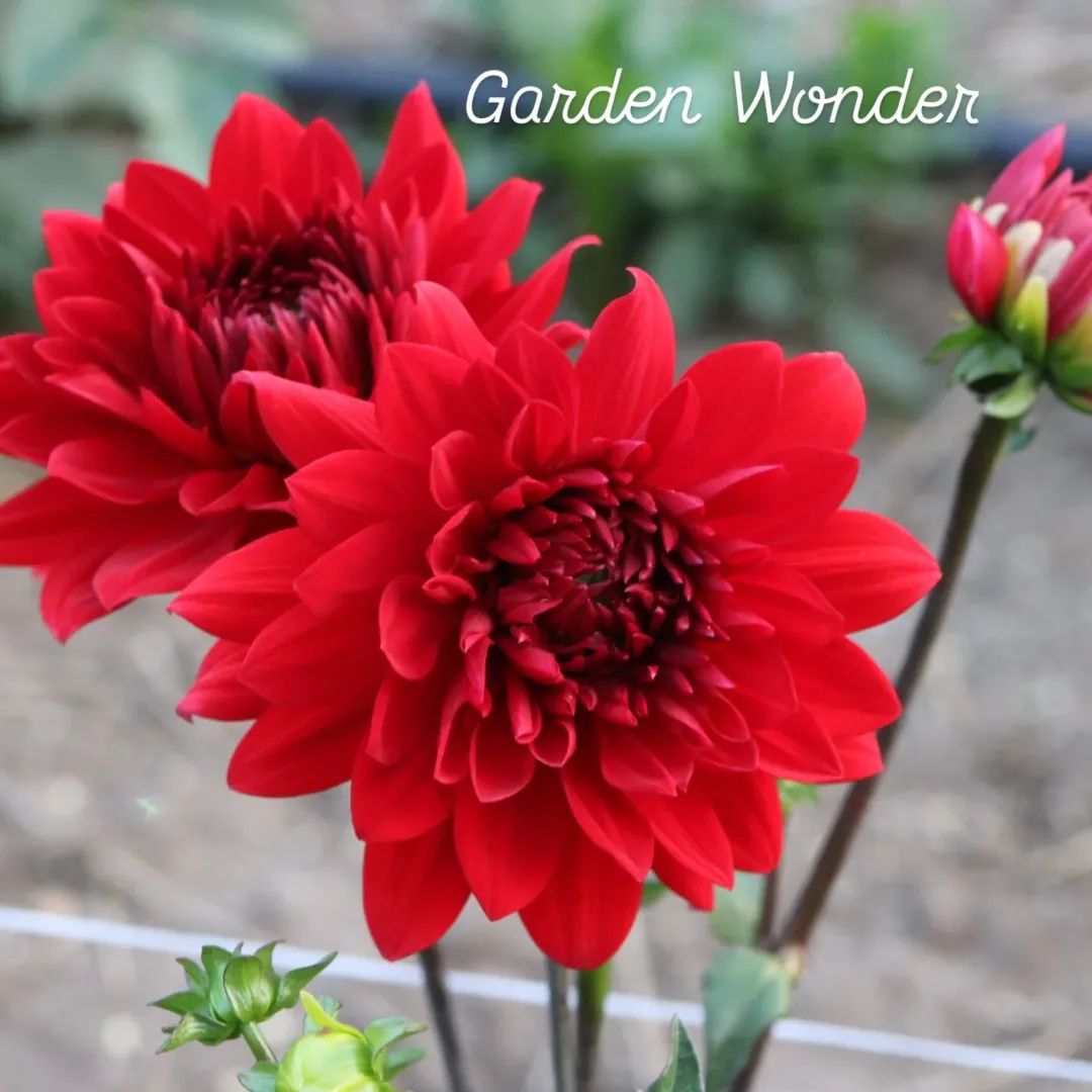 Garden Wonder Decorative Dahlia