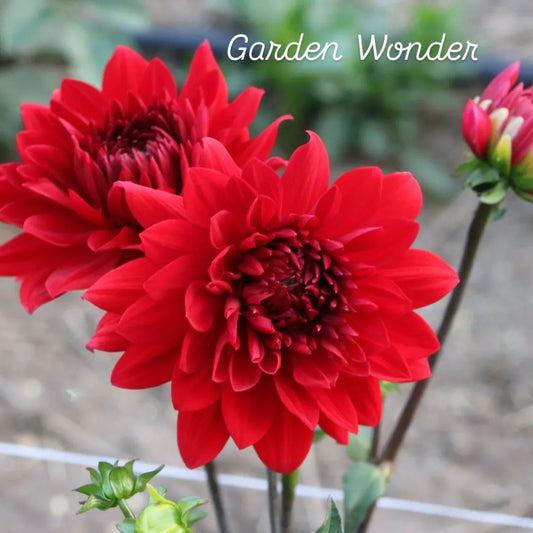 Garden Wonder Decorative Dahlia