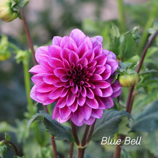 Blue Bell Decorative Dahlia
