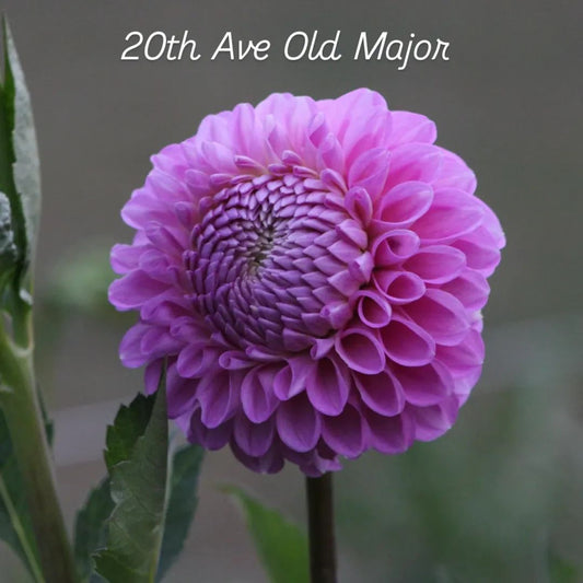 20th Ave Old Major Decorative Dahlia