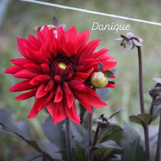 Danique Informal Decorative Dahlia